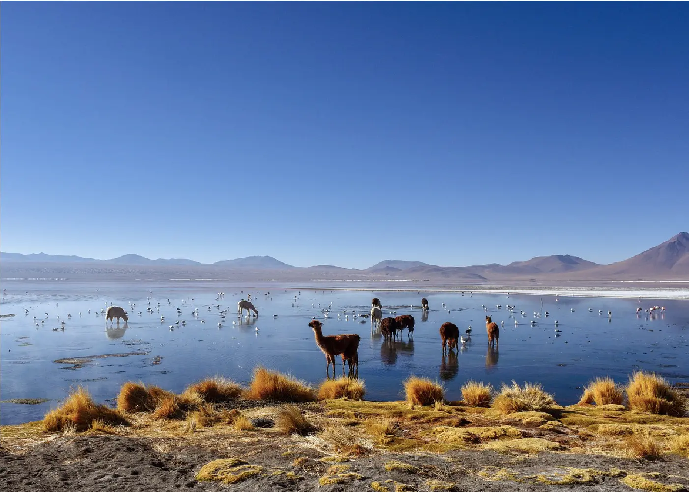 bolivia