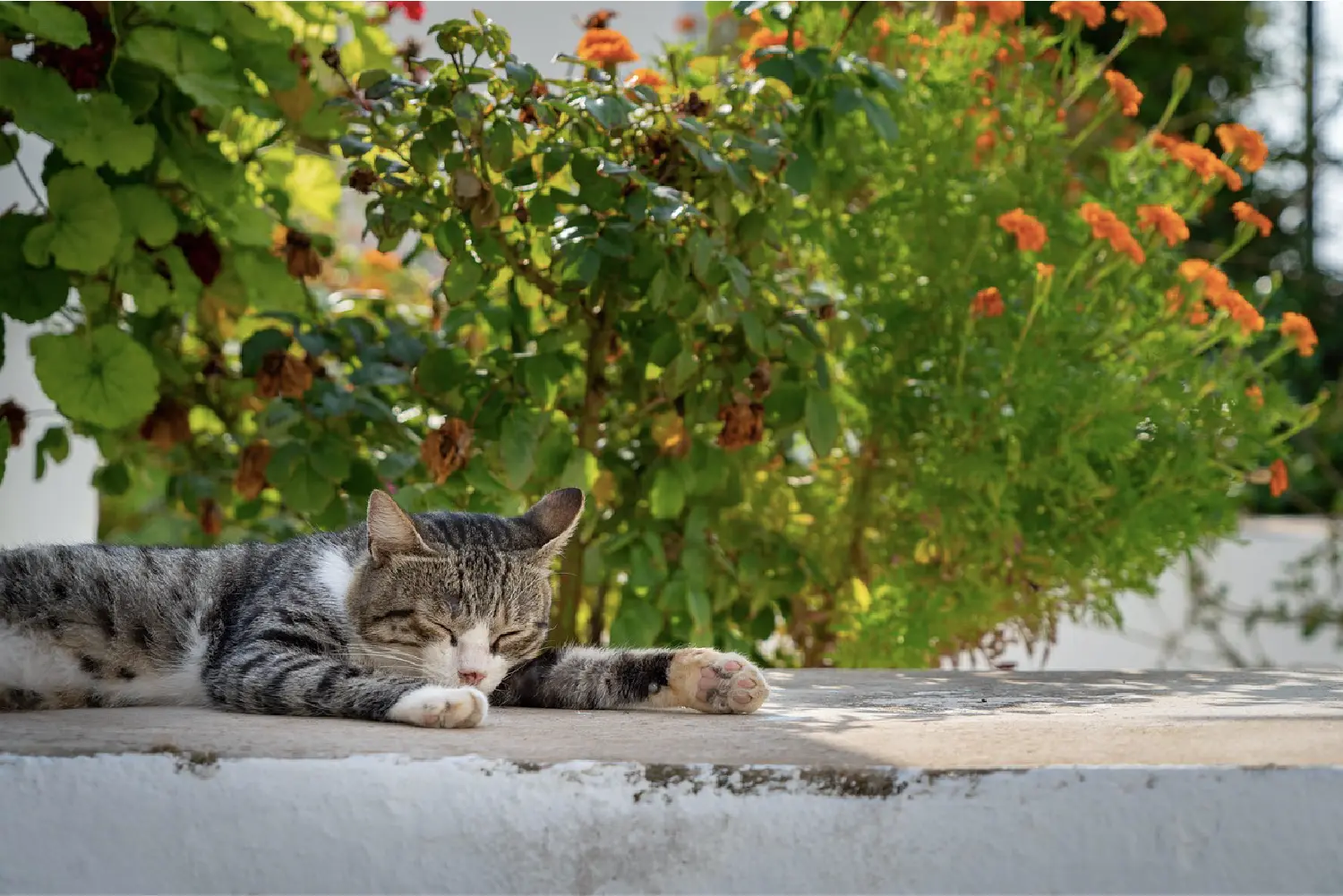 walking tour corfu